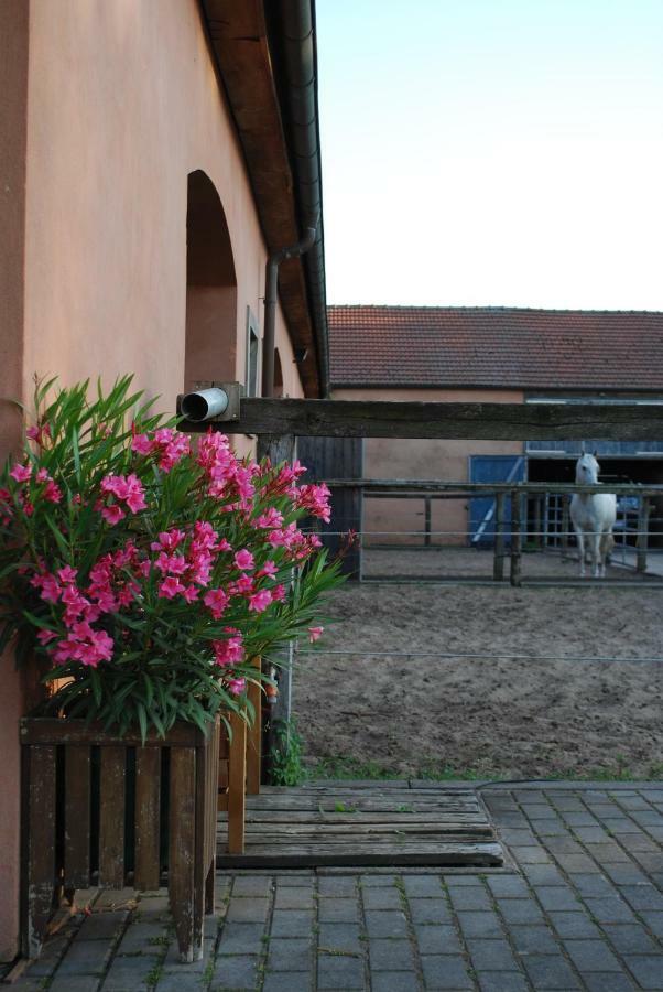 Ferienwohnung Auf Pferdehof Dreetz 外观 照片